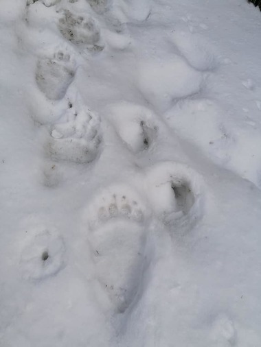Salvamontiştii din Maramureş avertizează asupra apariţiei unui urs pe traseul care urcă de la Mănăstirea Pietroasa spre staţia meteo Iezer din Pietrosul Rodnei: Vă recomandăm prudenţă în cazul parcurgerii traseelor turistice - FOTO

