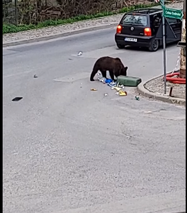 Urs filmat ziua, în cartierul Furnica din Sinaia. Animalul smulge un coş de gunoi căutând hrană