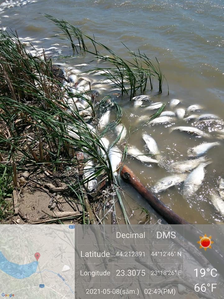 Dolj: Incident de mediu pe Lacul Cornu, peste 1.000 de kilograme de peşti morţi depistaţi de comisarii Gărzii de Mediu / S-au prelevat probe din apă, iar reprezentantul firmei care administrează lacul a fost invitat la sediu pentru clarificări

