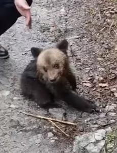 Sibiu: Pui de urs, găsit în zona Porumbacu de Sus şi dus la Grădina Zoologică, până va fi preluat de Centrul de reabilitare de la Bălan - VIDEO