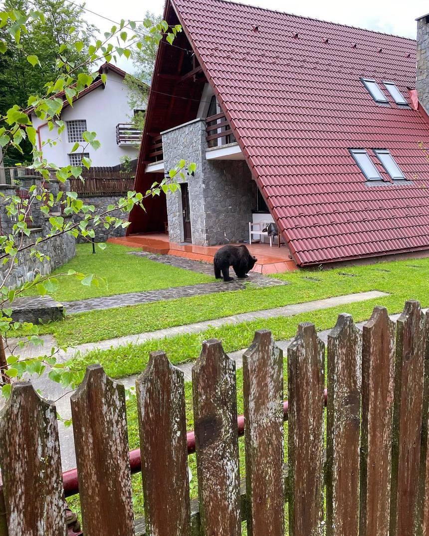 Urs filmat în curtea unei case, la Sinaia - VIDEO