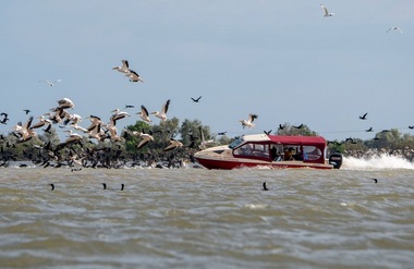 O şalupă, fotografiată intrând în forţă într-o colonie de pelicani din Delta Dunării. Administraţia Rezervaţiei Biosferei Delta Dunării urmează să afle în ce zonă s-a întâmplat şi statutul ambarcaţiunii pentru a lua măsuri - VIDEO

