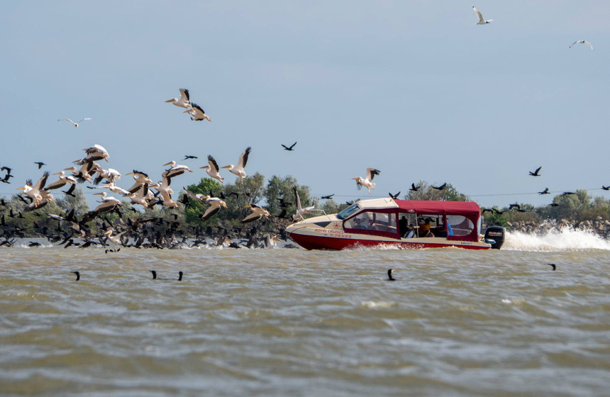 Administraţia Biosferei Delta Dunării va face plângere penală în cazul ambarcaţiunii care a intrat într-un stol de pelicani / Administratorul firmei care deţine şalupa nu s-a prezentat cu documentele pentru verificări