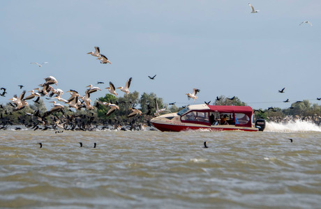 Poliţia Tulcea a întocmit dosar penal în cazul ambarcaţiunii care a intrat într-un stol de pelicani în Delta Dunării 