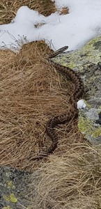 Salvamontiştii din Argeş avertizează că viperele, care trăiesc pe munte la altitudini mari, ies la năpârlire şi depunere de ouă în această perioadă. Ce sfaturi au salvatorii pentru a evita muşcătura de viperă