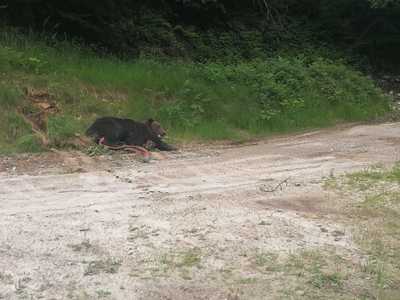 Gorj: Urs prins într-un cablu, la 100 de metri de un sat, descoperit de un jandarm în timpul liber / Animalul a fost relocat la 20 de kilometri de localitatea respectivă 