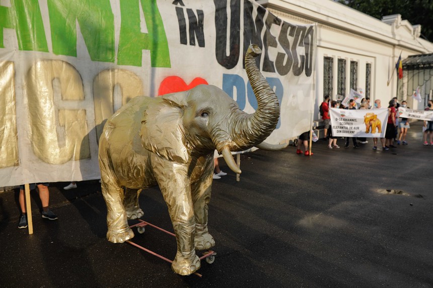 Protest la Palatul Cotroceni – Participanţii au cerut preşedintelui Klaus Iohanis intervenţia pentru a salva Roşia Montană / Un elefant, plimbat în zonă: Roşia Montană a devenit elefantul nevăzut din încăpere - FOTO / VIDEO