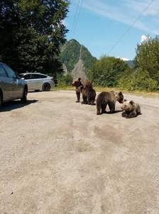 Argeş: Turist amendat de jandarmi după ce a hrănit mai mulţi urşi care au intrat pe carosabil