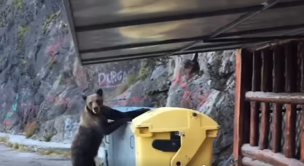 Argeş: Urs filmat în timp ce căuta mâncare la Barajul Vidraru / Animalul se apropie de un tomberon pe care îl deschide, în imediata apropiere a unei terase / Mai mulţi oameni sunt în parcarea unde a apărut animalul - VIDEO