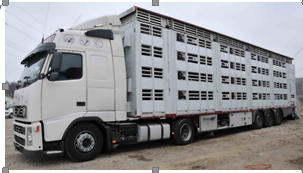 Autoritatea Naţională Sanitară Veterinară şi pentru Siguranţa Alimentelor suspendă temporar transporturile de animale de lungă durată pe perioada caniculei / Transporturile vor fi reluate după ce temperaturile vor scădea sub 30 de grade

