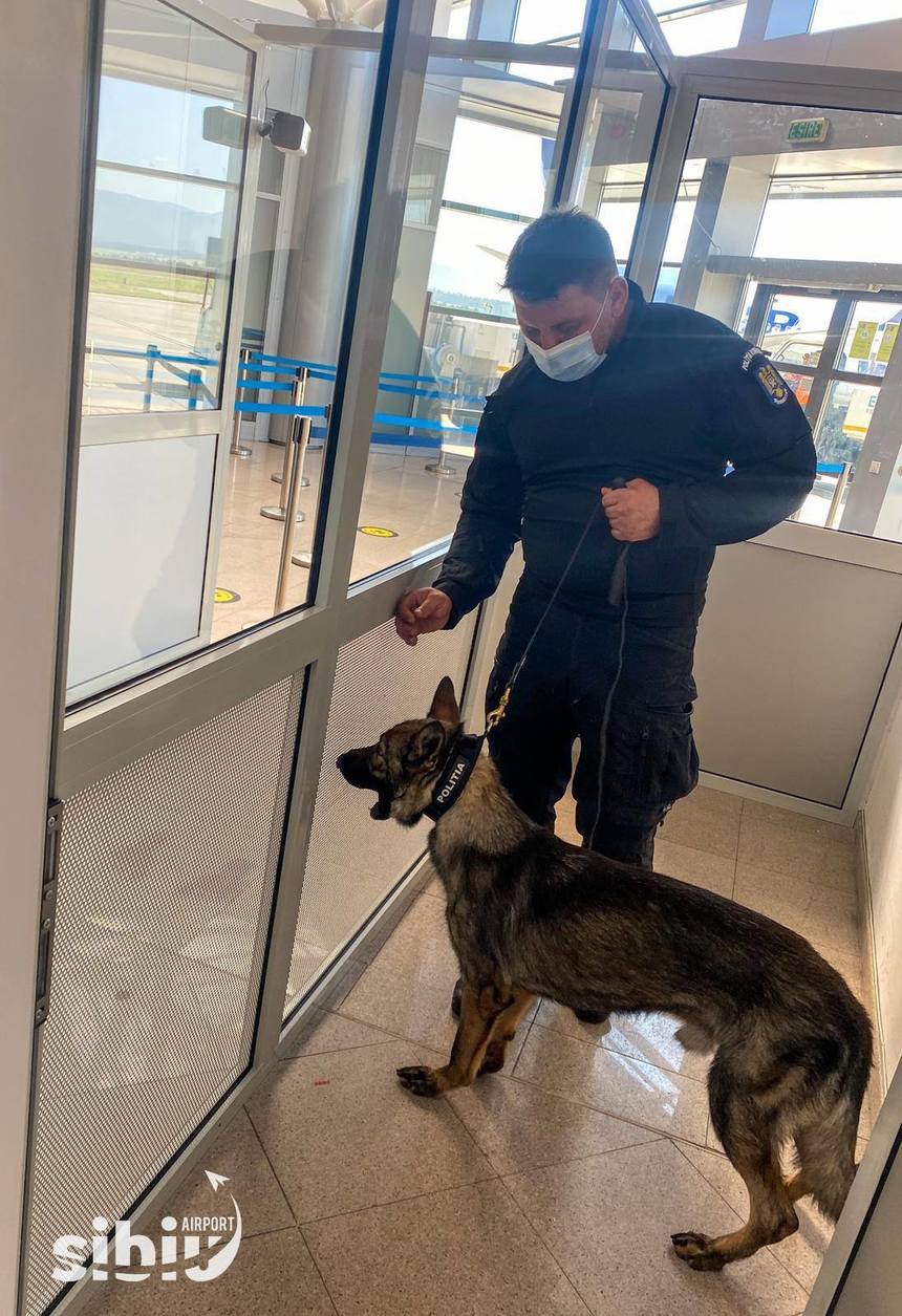 UPDATE - 22 de pasageri ai unor zbor Madrid - Sibiu, plasaţi în carantină si o persoană în izolare. Câinele special antrenat a semnalat trei persoane infectate cu SARS-CoV-2 / Una dintre acestea, complet vaccinată / Precizările Prefecturii Sibiu