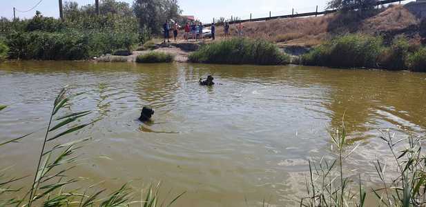 Botoşani: O fată în vârstă de 12 ani s-a înecat într-un iaz