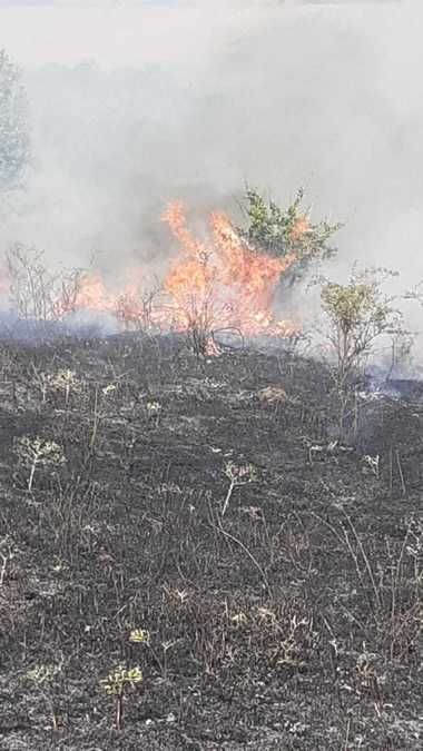 Şeful Gărzii de Mediu, despre incendiile de mirişte: Oamenii trebuie să conştientizeze; dacă te urci pe un vârf de deal şi numeri zece incendii, e clar că autorităţile nu vor face faţă, nu au cum/ Cenuşa şi praful din Oltenia pot ajunge în Bucureşti - VIDEO