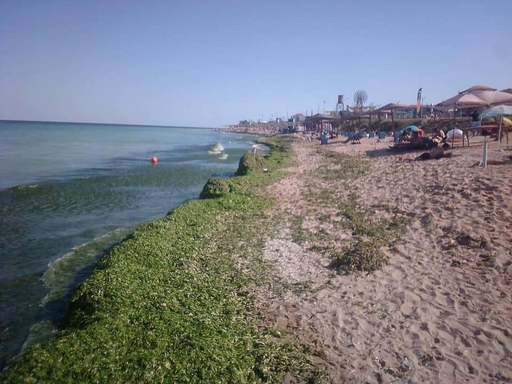 Trei mii de tone de alge şi deşeuri au fost colectate de la începutul lunii iulie de pe plaje de către Apele Române 