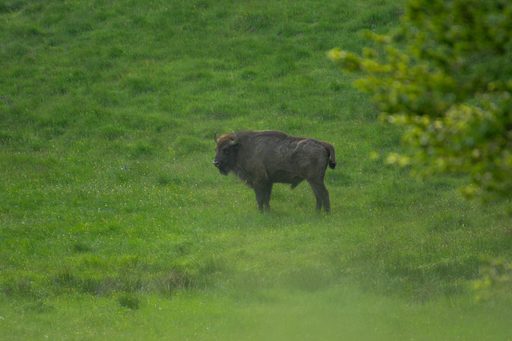 ONG: 21 de zimbri, eliberaţi în Munţii Făgăraş / Animalele vor fi monitorizate pentru a vedea cum se adaptează şi pentru a nu ajunge în zonele locuite - VIDEO