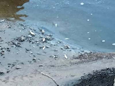 Peşti găsiţi morţi în apele râului Prahova. Reprezentanţii Gărzii de Mediu Prahova şi ai Apelor Române au prelevat probe din apă pentru a stabili cauza