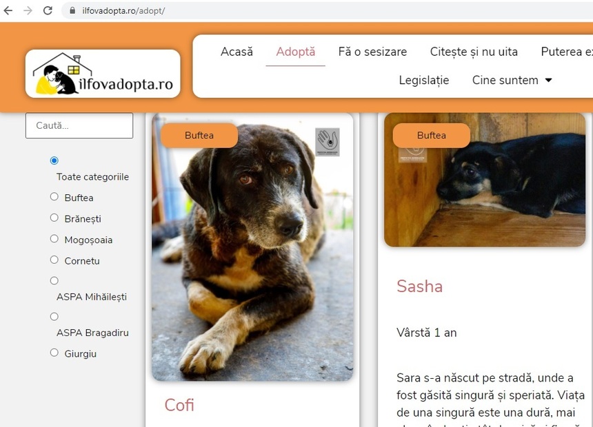 Consiliul Judeţean Ilfov a lansat o platformă pentru adopţia animalelor fără stăpân