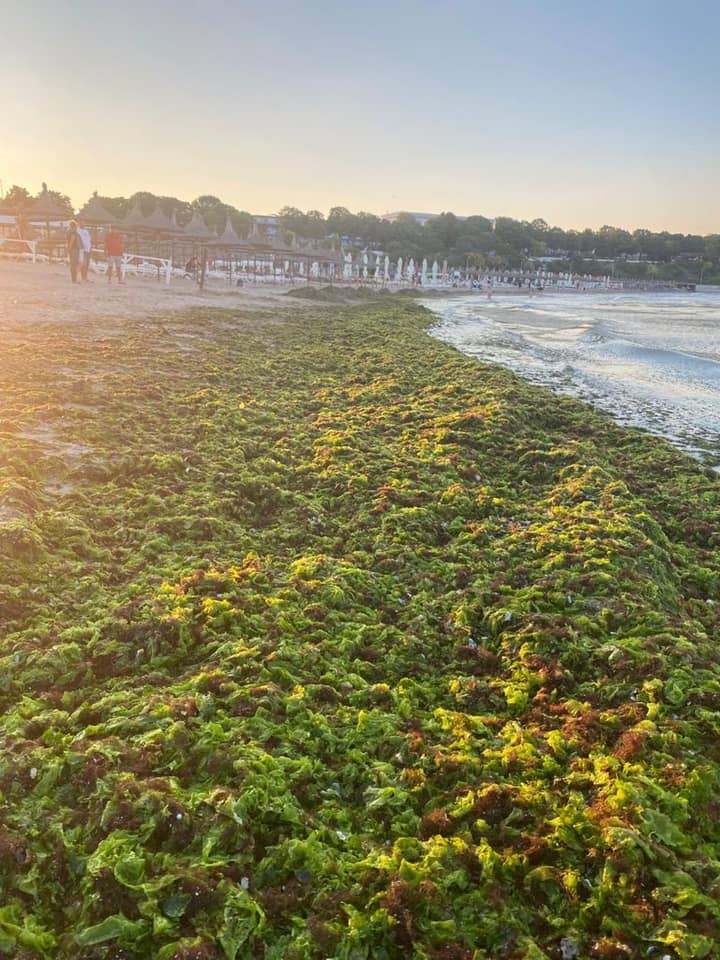 Constanţa: 11.000 de tone de alge au fost adunate de la începutul sezonului estival de pe plaje