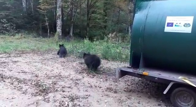 Braşov: O ursoaică şi trei pui care veneau frecvent în cartierul Şchei, relocaţi la sute de kilometri depărtare/ Primar: A fost doar prima intervenţie şi este poate şi cea mai importantă, având în vedere că ursul era cantonat între casele oamenilor - FOTO, VIDEO