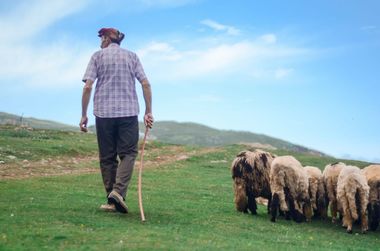 Deputaţii UDMR  propun ca intervenţia rapidă în cazul urşilor să fie extinsă şi la extravilanul localităţilor / Amendamentul, votat în Comisia de agricultură din Camera Deputaţilor 