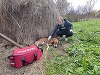 Hunedoara: Dosar penal penstru rănirea şi schingiuirea unui câine. Animalul a fost internat într-o clinică de specialitate, iar proprietarul internat într-un spital de neuro-psihiatrie
