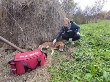 Hunedoara: Dosar penal penstru rănirea şi schingiuirea unui câine. Animalul a fost internat într-o clinică de specialitate, iar proprietarul internat într-un spital de neuro-psihiatrie
