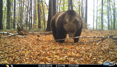 Studiu Conservation Carpathia: Au fost identificaţi 283 de urşi pe o suprafaţă de 1.200 de kilometri pătraţi în Munţii Făgăraş şi împrejurimi, densitatea estimată fiind de 17 – 18 exemplare la 100 de kilometri pătraţi - FOTO  

 