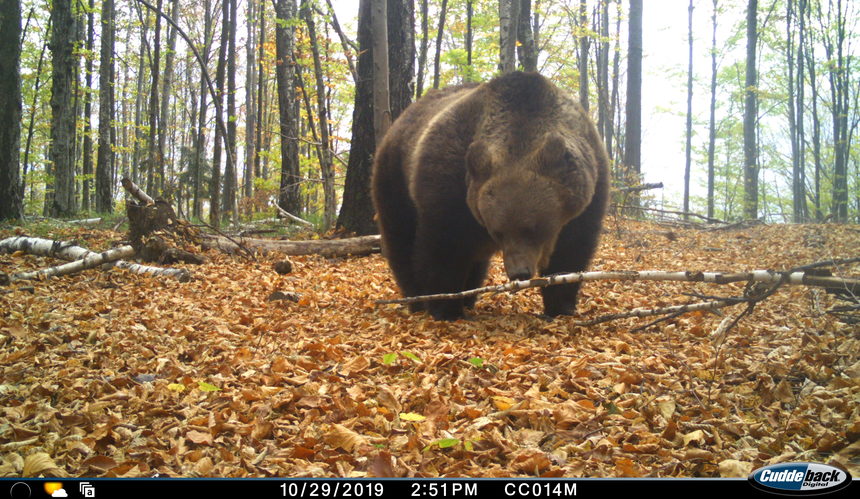 Studiu Conservation Carpathia: Au fost identificaţi 283 de urşi pe o suprafaţă de 1.200 de kilometri pătraţi în Munţii Făgăraş şi împrejurimi, densitatea estimată fiind de 17 – 18 exemplare la 100 de kilometri pătraţi - FOTO  

 