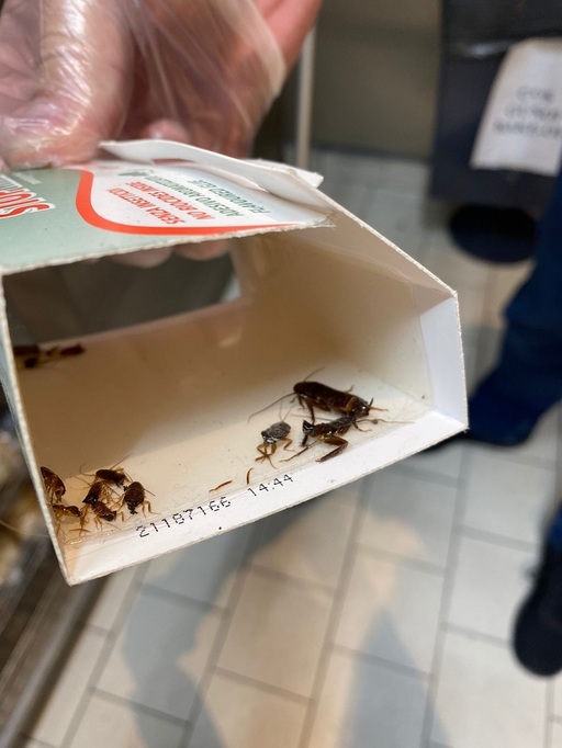 ANPC a închis temporar raioane ale supermarketurilor Lidl, Profi şi Carrefour din Ploieşti - Produse cu termenul limită de consum depăşite, murdărie şi muşte în spaţiile de producere a pâinii şi a produselor de cofetărie, printre neregulile găsite - FOTO
