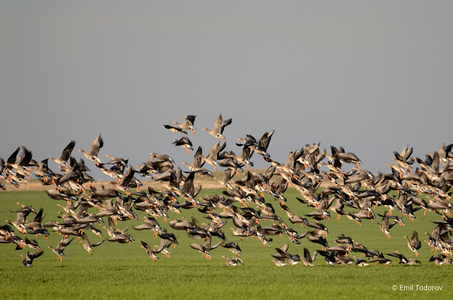 Societatea Ornitologică Română: Zeci de specii de păsări, ameninţate de noua Lege a vânătorii