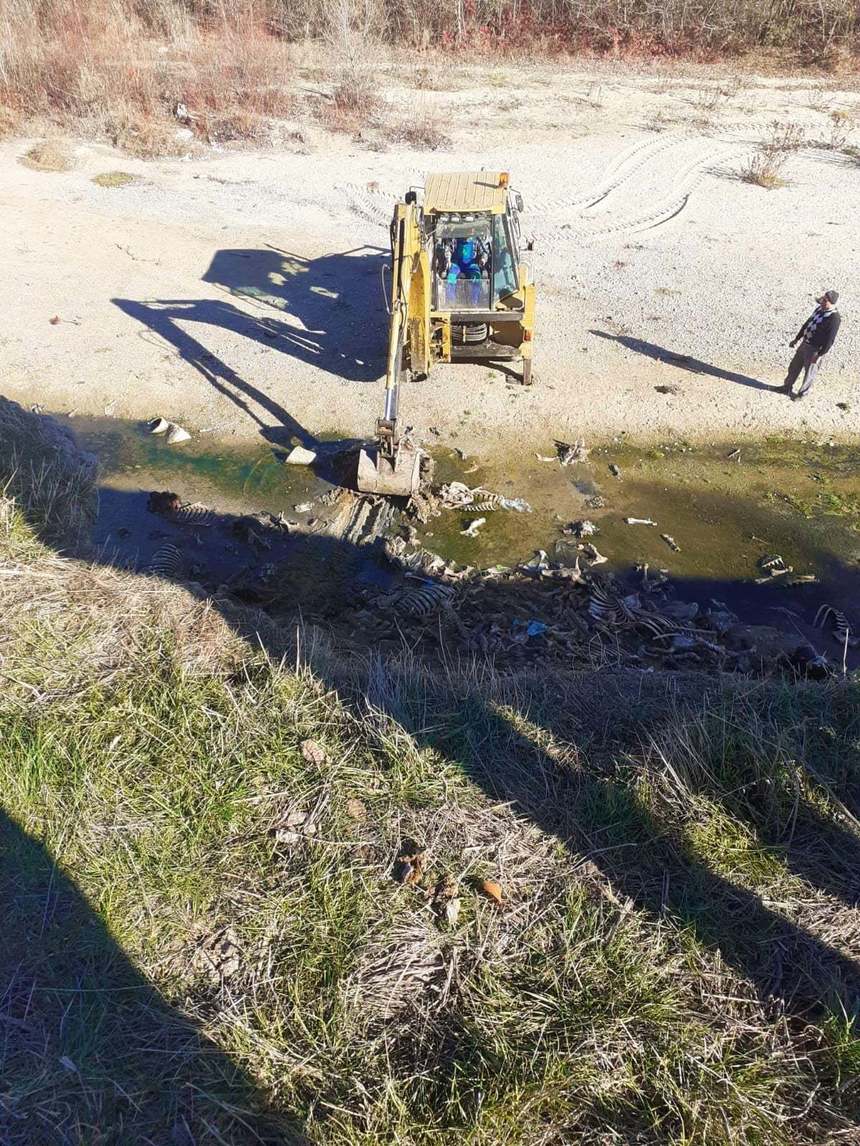 Argeş: Aproape o tonă de resturi animaliere, descoperite pe o suprafaţă de 100 de metri pătraţi, pe malul râului Cotmeana / Anchetă a autorităţilor pentru descoperirea poluatorului  