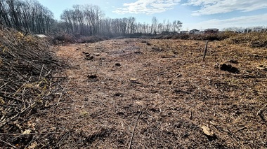 Activistul de mediu Alex Găvan: Arborii din jurul Bucureştiului dispar cât ai clipi din ochi. În Corbeanca, o suprafaţă imensă a fost tăiată la ras, chiar în mijlocul comunităţii, lângă case / Două deputate USR anunţă că vor iniţia modificarea legislaţiei