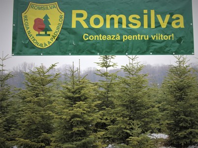 Romsilva scoate la vânzare aproape 34.000 de brazi de Crăciun, cei mai mulţi din culturi specializate din pepinierele proprii / Preţurile pornesc de la 15 lei pentru un molid de până la 1,3 metri şi ajung la 35 de lei pentru un brad de 2-3 metri 
