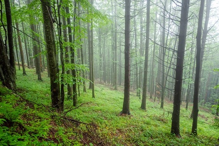 Tăieri ilegale în păduri - WWF România solicită statului ajutor pentru conservarea ecosistemului forestier. Mai puţin de 3% hectare de pădure sunt protejate împotriva tuturor tăierilor