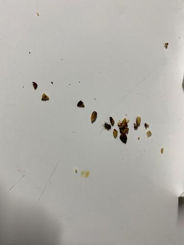 Gândaci, tăvi uzate, cu urme de arsură şi rugină, produse de panificaţie depozitate direct pe paviment, găsite de comisarii de la Protecţia Consumatorilor la trei brutării din Sectorul 5/ Au fost date amenzi de 35.000 de lei - FOTO