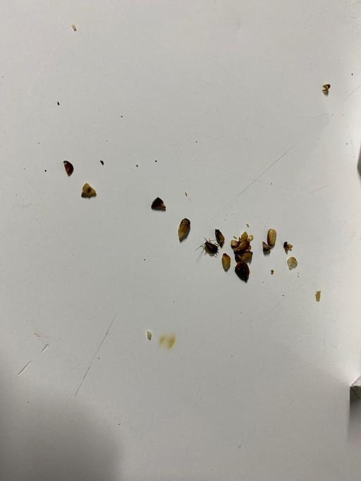 Gândaci, tăvi uzate, cu urme de arsură şi rugină, produse de panificaţie depozitate direct pe paviment, găsite de comisarii de la Protecţia Consumatorilor la trei brutării din Sectorul 5/ Au fost date amenzi de 35.000 de lei - FOTO
