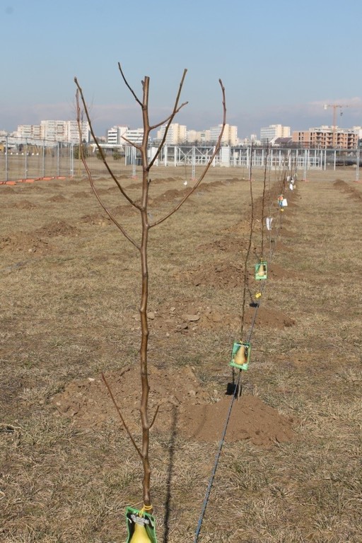 Livadă cu scop didactic, amenajată într-un parc realizat din fonduri europene la Ploieşti