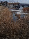 Comisarii Gărzii de Mediu Buzău, sesizaţi cu privire la deversarea pe câmp a apelor reziduale de la o firmă de prelucrarea peştelui / Firma ardea deşeurile într-o instalaţie improvizată / Amenzi de 130.000 de lei 