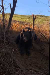 Ministerul Mediului a lansat în consultare publică ordinul care stabileşte nivelul maxim de intervenţie şi prevenţie în cazul speciei urs brun
