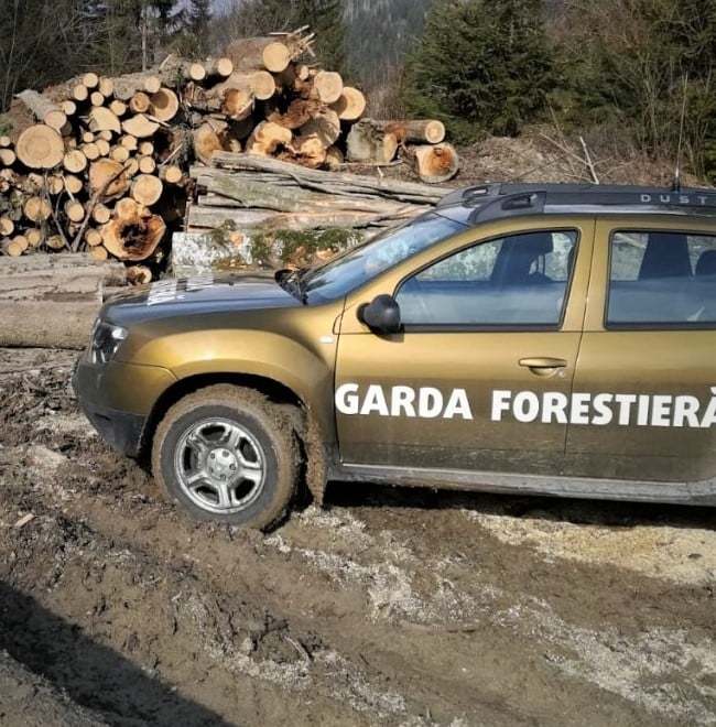 Ministerul Mediului: Transporturi fictive de material lemnos pe ruta Baia – Cornu Luncii, depistate de către Garda Forestieră Suceava / Amenzi de 35.000 de lei şi lemn în valoare de peste 66.000 de lei confiscat 