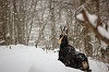 Grup de capre negre surprins în imagini de de camerele de monitorizare în Parcul Natural Putna Vrancea - VIDEO