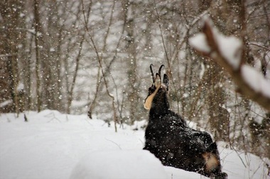 Grup de capre negre surprins în imagini de de camerele de monitorizare în Parcul Natural Putna Vrancea - VIDEO