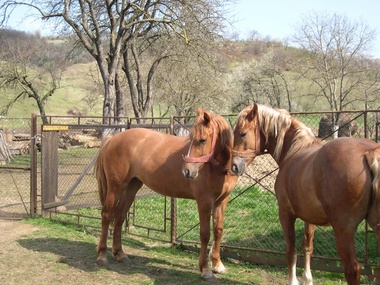 ANSVSA anunţă o nouă derogare privind introducerea în România, din Ucraina, şi a altor specii de animale, altele decât cele de companie