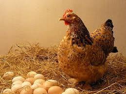 Focar de gripă aviară într-o fermă de găini din localitatea Braniştea, judeţul Giurgiu