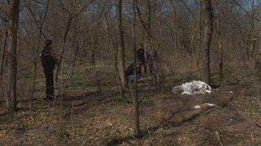 Peste o sută de pisici moarte, descoperite într-un parc din municipiul Buzău