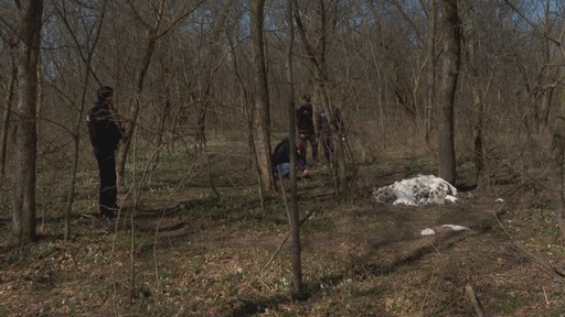 Peste o sută de pisici moarte, descoperite într-un parc din municipiul Buzău