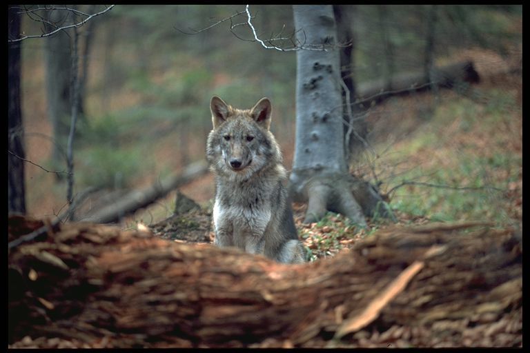 Studiu Conservation Carpathia: Pe o suprafaţă de 10.000 de hectare din Munţii Făgăraş sunt aproximativ doi lupi, densitatea fiind semnificativ mai mare decât în ţările din Europa de Nord, dar de două ori mai mică decât în Parcul Yellowstone din SUA - FOTO