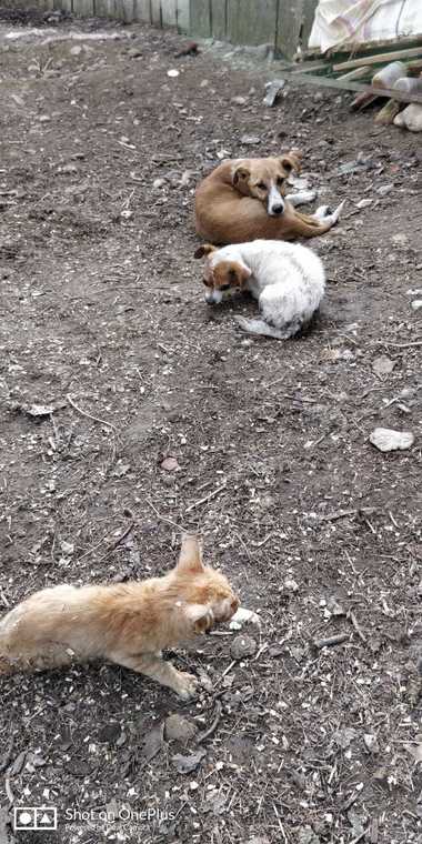 

Alţi cinci câini, ridicaţi de echipele ASPA din zona Lacul Morii / Femeia atacată de câini este în stare stabilă, urmând a fi mutată de pe ATI pe Secţia Chirurgie Plastică a Spitalului Universitar 