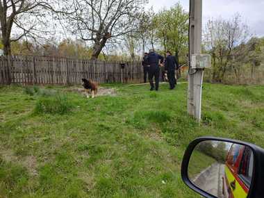 Vâlcea: Un urs a intrat într-o gospodărie din zona Feteni / Nu au fost persoane sau alte animale rănite