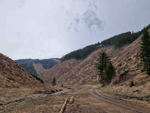 Ministrul Mediului anunţă că toate habitatele degradate din Natura2000 vor fi inventariate în 2022, iar 2023 vor fi plantaţi puieţi pentru regenerarea siturilor / Apel pentru denunţarea tuturor cazurilor de defrişare 